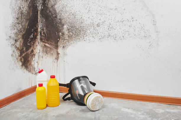 Best Mold Removal and Inspection  in Olivia, MN