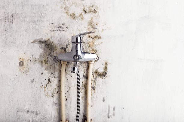 Best Mold Testing  in Olivia, MN