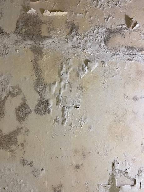 Mold Removal and Inspection in Olivia, MN