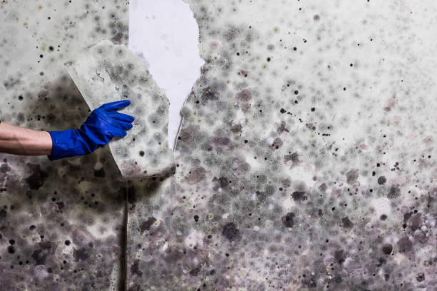 Best Toxic Mold Removal  in Olivia, MN