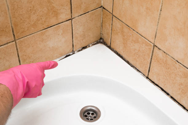 Best Office Mold Removal Services  in Olivia, MN