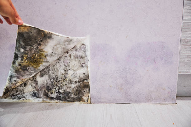 Best Toxic Mold Removal  in Olivia, MN